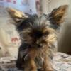 Yorkie puppies message for more information