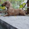 Female AKC 1 1/2 year old with breeding rights miniature dachshund