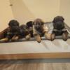 AKC  GERMAN SHEPHERD PUPPIES