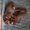 AKC DOBERMAN PUPS MALE AND FEMALE AVAILABLE