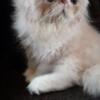 Male Persian kitten, cream and white EIFFEL