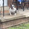 Bullsace blood American bully Fredericksburg,Va