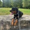 Rottweiler male for stud