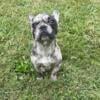 Merle French Bulldog Southeast Michigan Area ! 