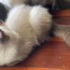 Seal point ragdolls - LOWERED FEES! 8/2024  rag doll / ragdoll / rag dolls 1 male Seal point Mink & 1 female Seal point