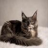 Blue/cream Maine Coon female