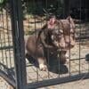 AMERICAN BULLY PUP ABKC -SOLD more coming soon