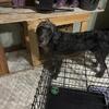 Female Labradoodle