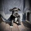 Mini schnauzers
