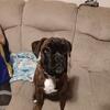 87% euro female boxer pup will be 1 in August 