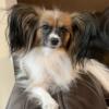 Expecting August 30, 2024. AKC Papillon puppies!