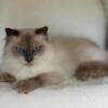 TCA Registered Female Ragdoll Blue Point - Lily