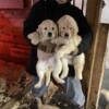 GOLDEN RETRIEVER PUPS