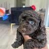 Tea cup poodle 