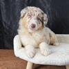 ❤️❤️ENGLISH LABS & AUSSIE PUPPIES❤️❤️ OMG!!!
