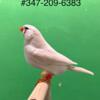 Zebra finch for sale 35 each