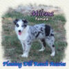 Milena - AKC / ASDR Mini Merle Female Aussie Puppy