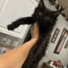 Maine coon Pure Black Female