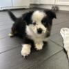 Aussie Pom Puppies For Sale