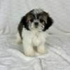 AKC SHIH TZU PUPPIES FOR SALE