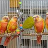 Yellow Sided Dilute Conures and Suncheek Conures handfed babies