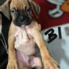 Boxer puppy For sale