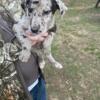 For sale Great Dane puppy contact me for questions