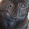 Black Female Pug 4 years Potty Trained