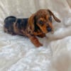 Miniature dachshund puppy dapple baby boy “Brodie”