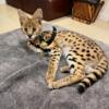 AFRICAN SERVAL KITTENS NOT F1 SAVANNAH