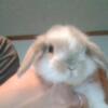 Holland lop kit