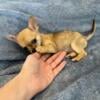 AKC registered female chihuahua