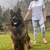 AKC German shepherd pups (dad imported from Germany)