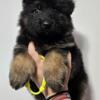 AKC Long Coat German Shepherd Male