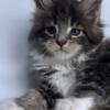 NewElite Maine coon kitten from Europe with excellent pedigree, male. NOV Cosmos