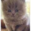 British Shorthair sold