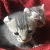 American curl kittens