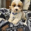 cavapoo puppies available