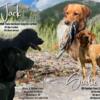 Hunting/adventure Therapy Labrador Puppies