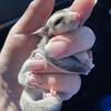 Sugar Gliders
