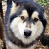 3 year old unaltered male alusky available