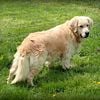 AKC Golden Retriever STUD, Russian Import OFA Certified & Genetic Clear