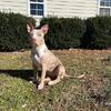 Looking for AKC Stud!
