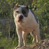 Abkc registered XL American bullies