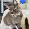 Gorgeous Maine Coon Kittens