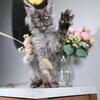 Maine Coon Kittens