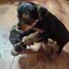 Male Yorkie Puppies