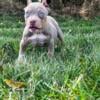 Sold American bully lilac tri