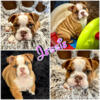 AKC Female English Bulldog puppy - UK lines