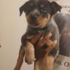 8 Week old blue heelers 2 males 1 female